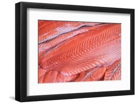 Salmon Fillets for Sale in Fish Market-Jon Hicks-Framed Photographic Print