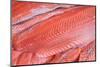 Salmon Fillets for Sale in Fish Market-Jon Hicks-Mounted Photographic Print