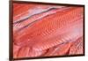 Salmon Fillets for Sale in Fish Market-Jon Hicks-Framed Photographic Print