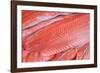 Salmon Fillets for Sale in Fish Market-Jon Hicks-Framed Photographic Print