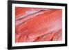 Salmon Fillets for Sale in Fish Market-Jon Hicks-Framed Photographic Print