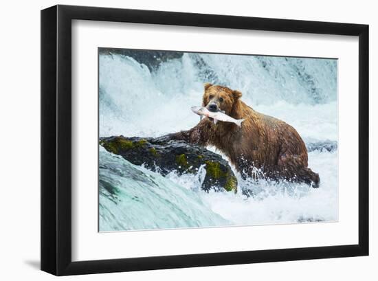 Salmon Fishing Grizzly Alaska-null-Framed Art Print