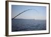 Salmon Fishing in Puget Sound, Seattle, Washington State, USA-Savanah Stewart-Framed Photographic Print