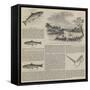 Salmon Fishing-null-Framed Stretched Canvas