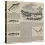 Salmon Fishing-null-Stretched Canvas