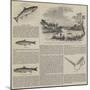 Salmon Fishing-null-Mounted Giclee Print