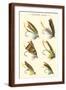 Brown Frame