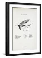 Salmon Fly. Fishing Tackle-Fraser Sandeman-Framed Giclee Print