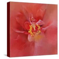 Salmon Hibiscus 1-Jai Johnson-Stretched Canvas