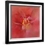 Salmon Hibiscus 1-Jai Johnson-Framed Giclee Print