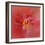 Salmon Hibiscus 1-Jai Johnson-Framed Giclee Print