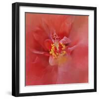 Salmon Hibiscus 1-Jai Johnson-Framed Giclee Print