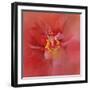 Salmon Hibiscus 1-Jai Johnson-Framed Giclee Print