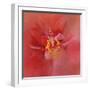 Salmon Hibiscus 1-Jai Johnson-Framed Giclee Print