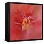 Salmon Hibiscus 1-Jai Johnson-Framed Stretched Canvas