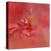 Salmon Hibiscus 2-Jai Johnson-Stretched Canvas