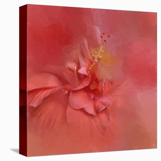 Salmon Hibiscus 2-Jai Johnson-Stretched Canvas