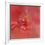 Salmon Hibiscus 2-Jai Johnson-Framed Giclee Print