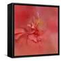 Salmon Hibiscus 2-Jai Johnson-Framed Stretched Canvas