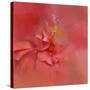 Salmon Hibiscus 2-Jai Johnson-Stretched Canvas
