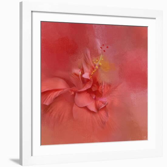 Salmon Hibiscus 2-Jai Johnson-Framed Giclee Print