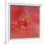 Salmon Hibiscus 2-Jai Johnson-Framed Giclee Print