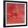 Salmon Hibiscus 2-Jai Johnson-Framed Giclee Print