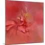 Salmon Hibiscus 2-Jai Johnson-Mounted Giclee Print