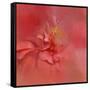 Salmon Hibiscus 2-Jai Johnson-Framed Stretched Canvas