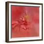 Salmon Hibiscus 2-Jai Johnson-Framed Giclee Print