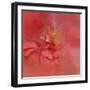 Salmon Hibiscus 2-Jai Johnson-Framed Giclee Print