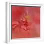 Salmon Hibiscus 2-Jai Johnson-Framed Giclee Print