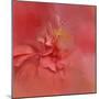 Salmon Hibiscus 2-Jai Johnson-Mounted Giclee Print