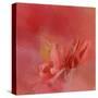 Salmon Hibiscus 3-Jai Johnson-Stretched Canvas