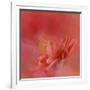 Salmon Hibiscus 3-Jai Johnson-Framed Giclee Print