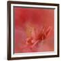 Salmon Hibiscus 3-Jai Johnson-Framed Giclee Print
