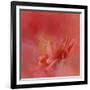 Salmon Hibiscus 3-Jai Johnson-Framed Giclee Print