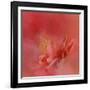 Salmon Hibiscus 3-Jai Johnson-Framed Giclee Print