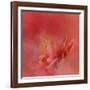 Salmon Hibiscus 3-Jai Johnson-Framed Giclee Print