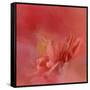 Salmon Hibiscus 3-Jai Johnson-Framed Stretched Canvas