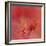 Salmon Hibiscus 3-Jai Johnson-Framed Giclee Print