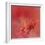 Salmon Hibiscus 3-Jai Johnson-Framed Giclee Print