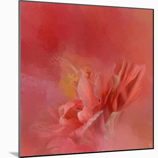 Salmon Hibiscus 3-Jai Johnson-Mounted Giclee Print