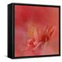 Salmon Hibiscus 3-Jai Johnson-Framed Stretched Canvas