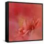 Salmon Hibiscus 3-Jai Johnson-Framed Stretched Canvas