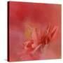 Salmon Hibiscus 3-Jai Johnson-Stretched Canvas