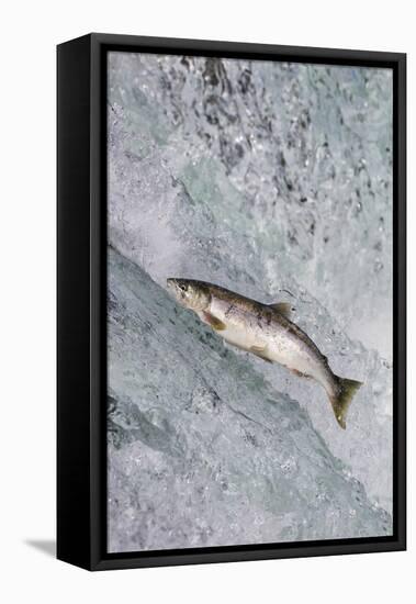 Salmon jumping over Brooks Falls, Katmai National Park, Alaska, USA-Keren Su-Framed Stretched Canvas