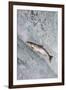 Salmon jumping over Brooks Falls, Katmai National Park, Alaska, USA-Keren Su-Framed Photographic Print