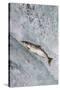 Salmon jumping over Brooks Falls, Katmai National Park, Alaska, USA-Keren Su-Stretched Canvas