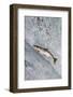 Salmon jumping over Brooks Falls, Katmai National Park, Alaska, USA-Keren Su-Framed Photographic Print